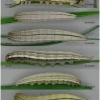 brint circe larva5 volg